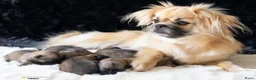 Tibetaanse Spaniel honden te koop: Tibetaanse spaniel pup reu met stamboom - Advertentie 1