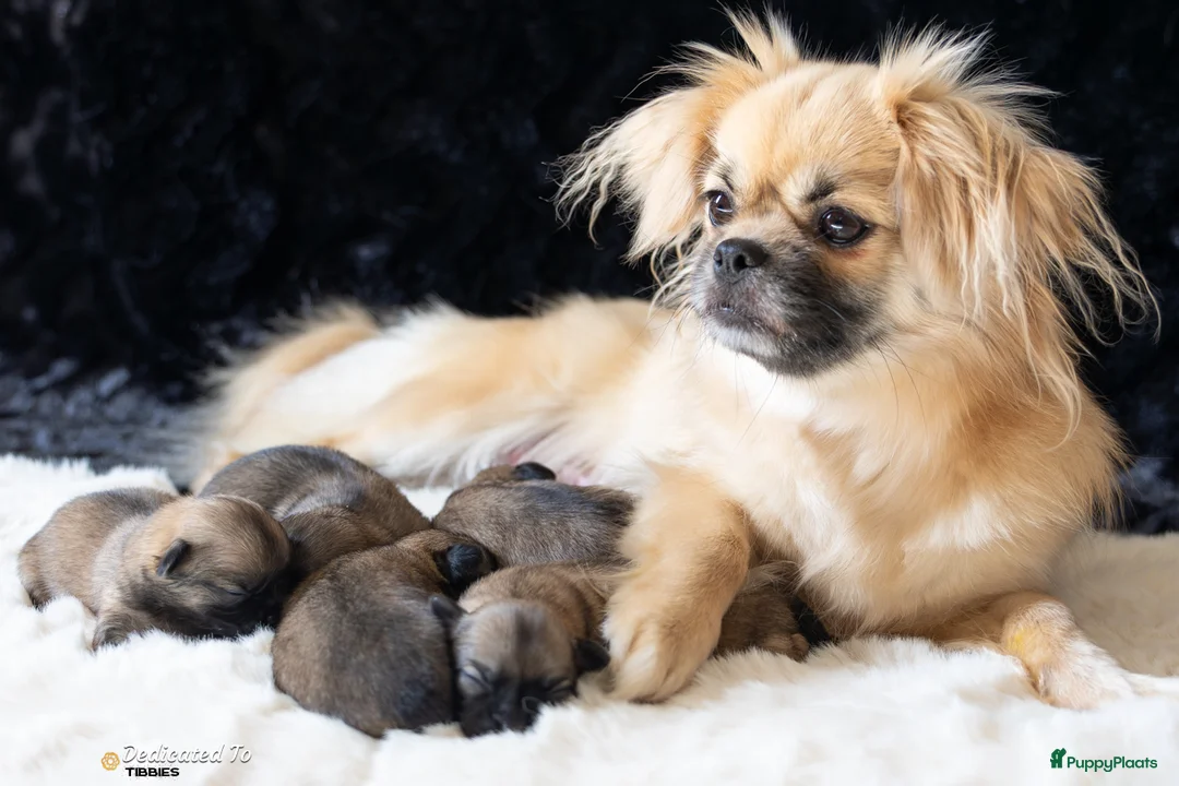 Tibetaanse Spaniel honden te koop: Tibetaanse spaniel pup reu met stamboom - Advertentie 1