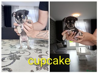 Chihuahua honden Raszuivere chihuahua pups - Advertentie 10