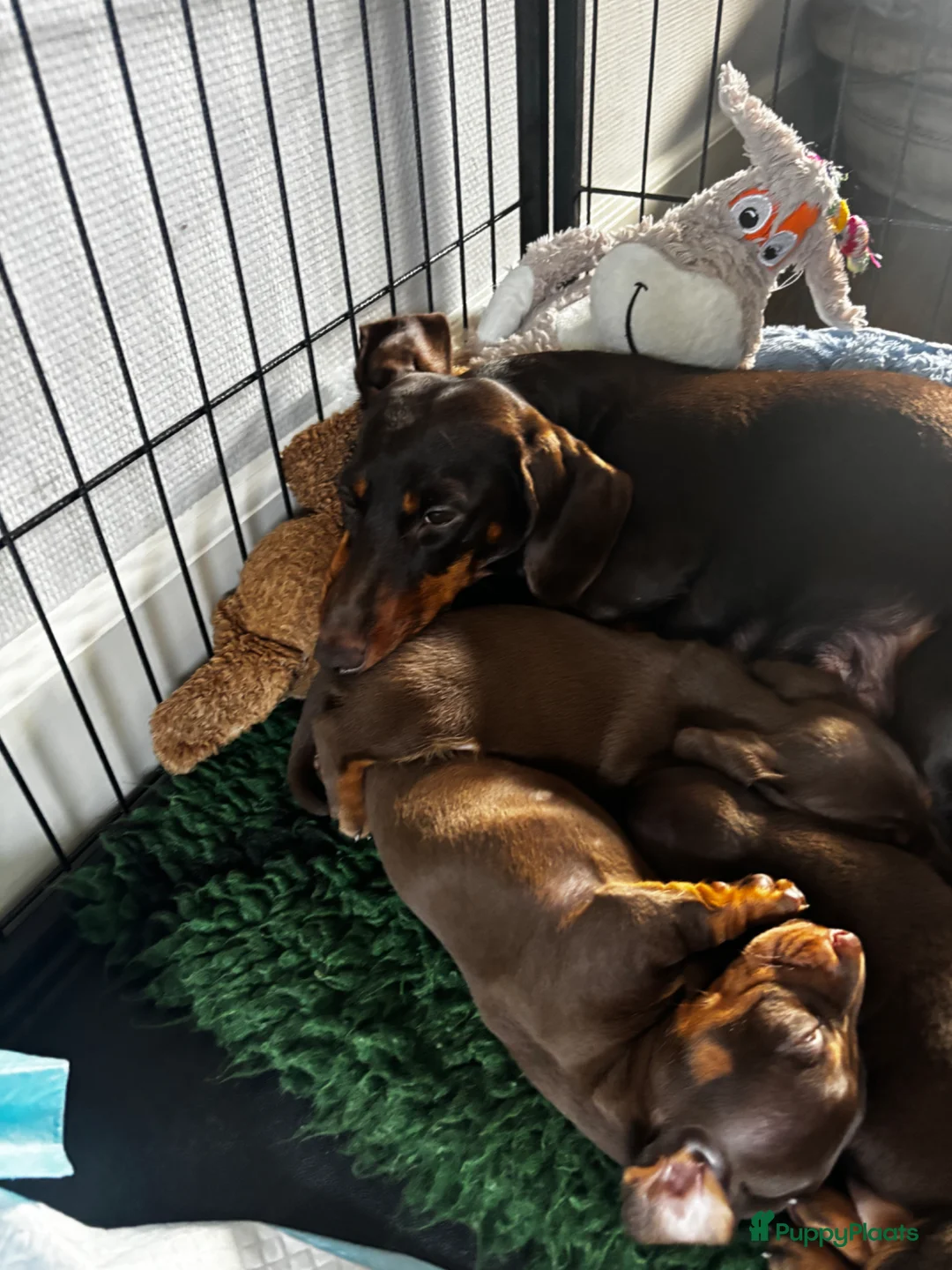 Teckel (korthaar)  honden te koop: Prachtige choco and tan dwerg teckel pups  - Advertentie 4