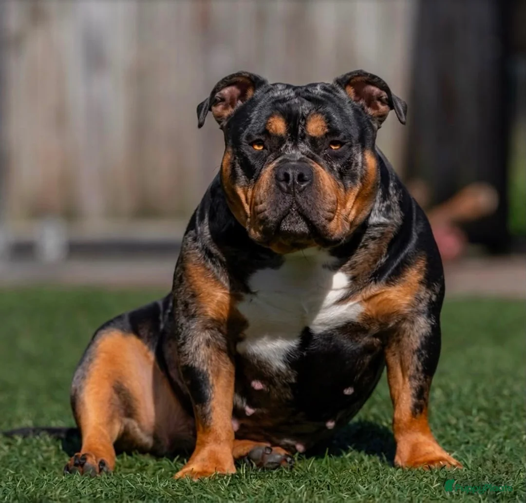 Amerikaanse Bully honden te koop: American Bully pups verwacht (GETEST)  - Advertentie 2