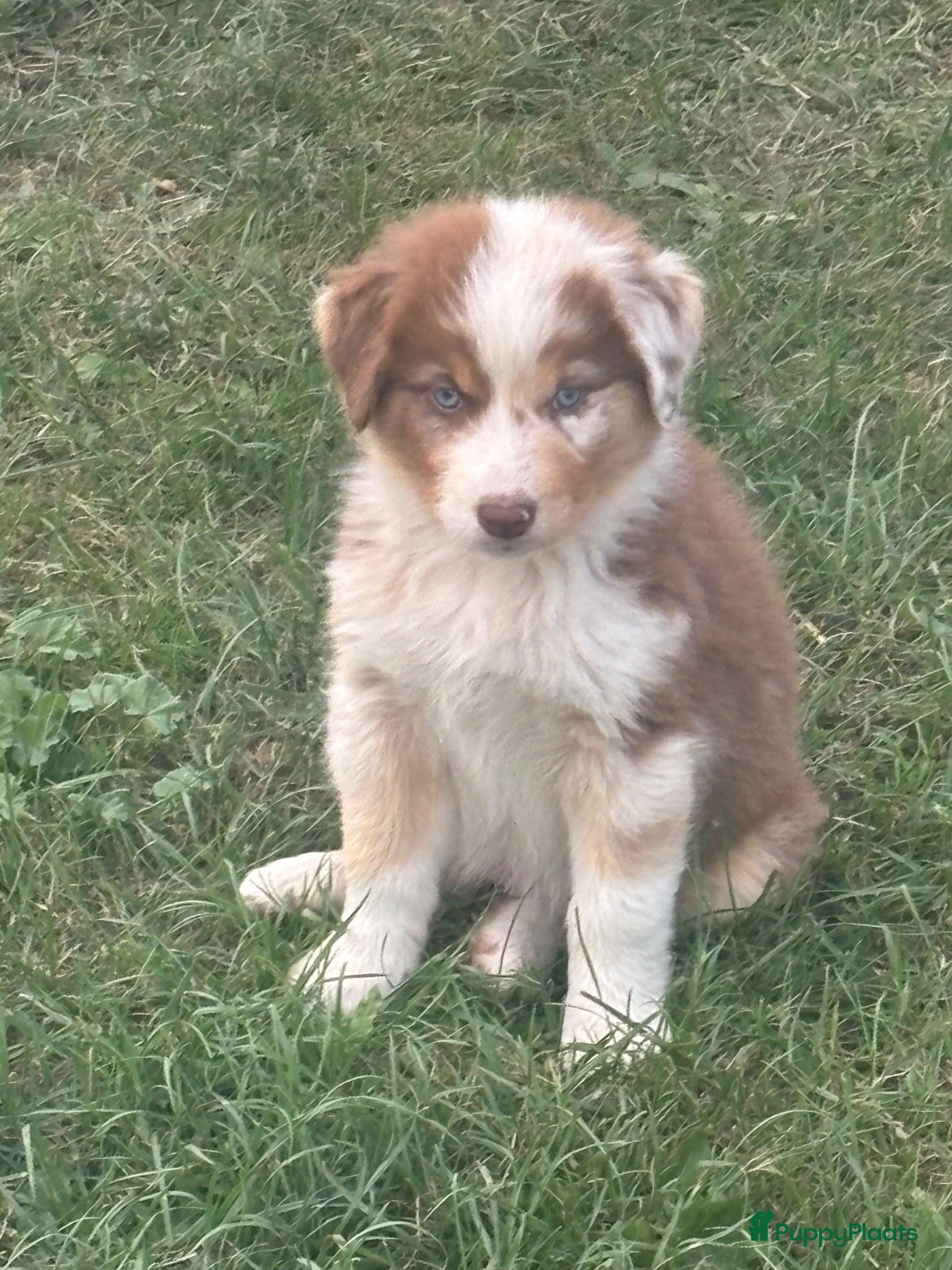 Australian Shepherd honden Aussies pups zoeken een gouden mandje  - Advertentie 15