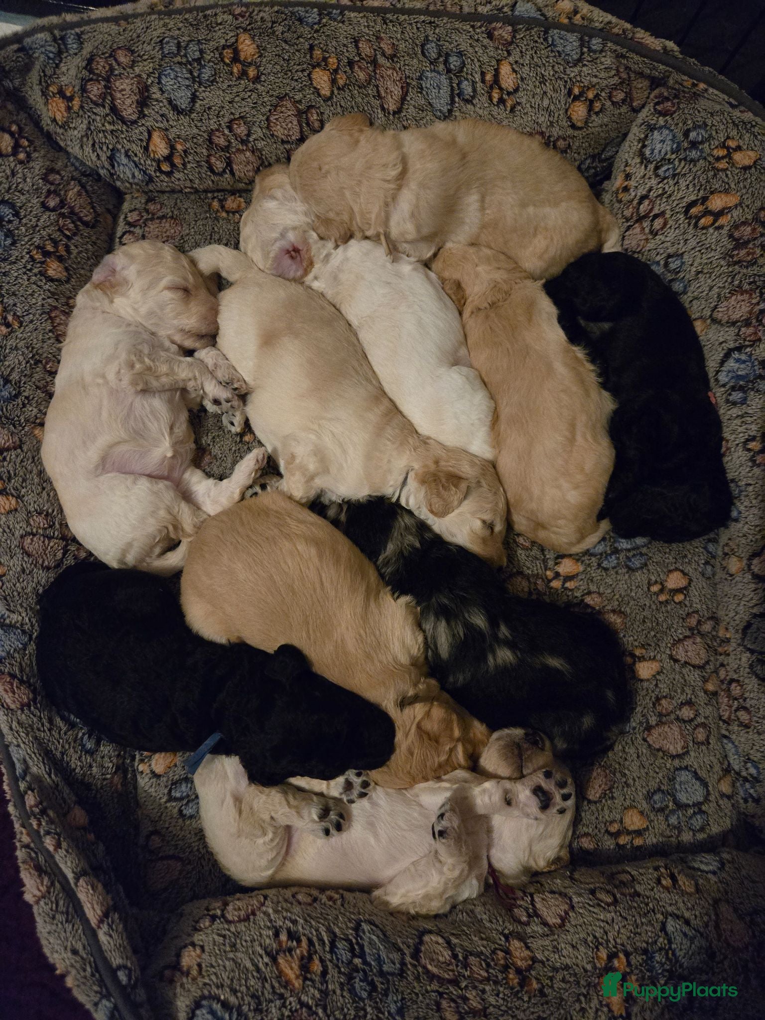 Labradoodle honden Prachtige Medium Labradoodle pups geboren  - Advertentie 1