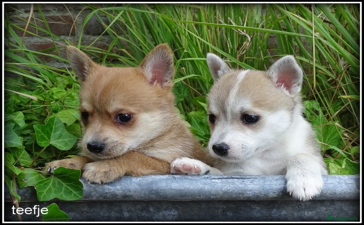 Kruising honden - Advertentie 5