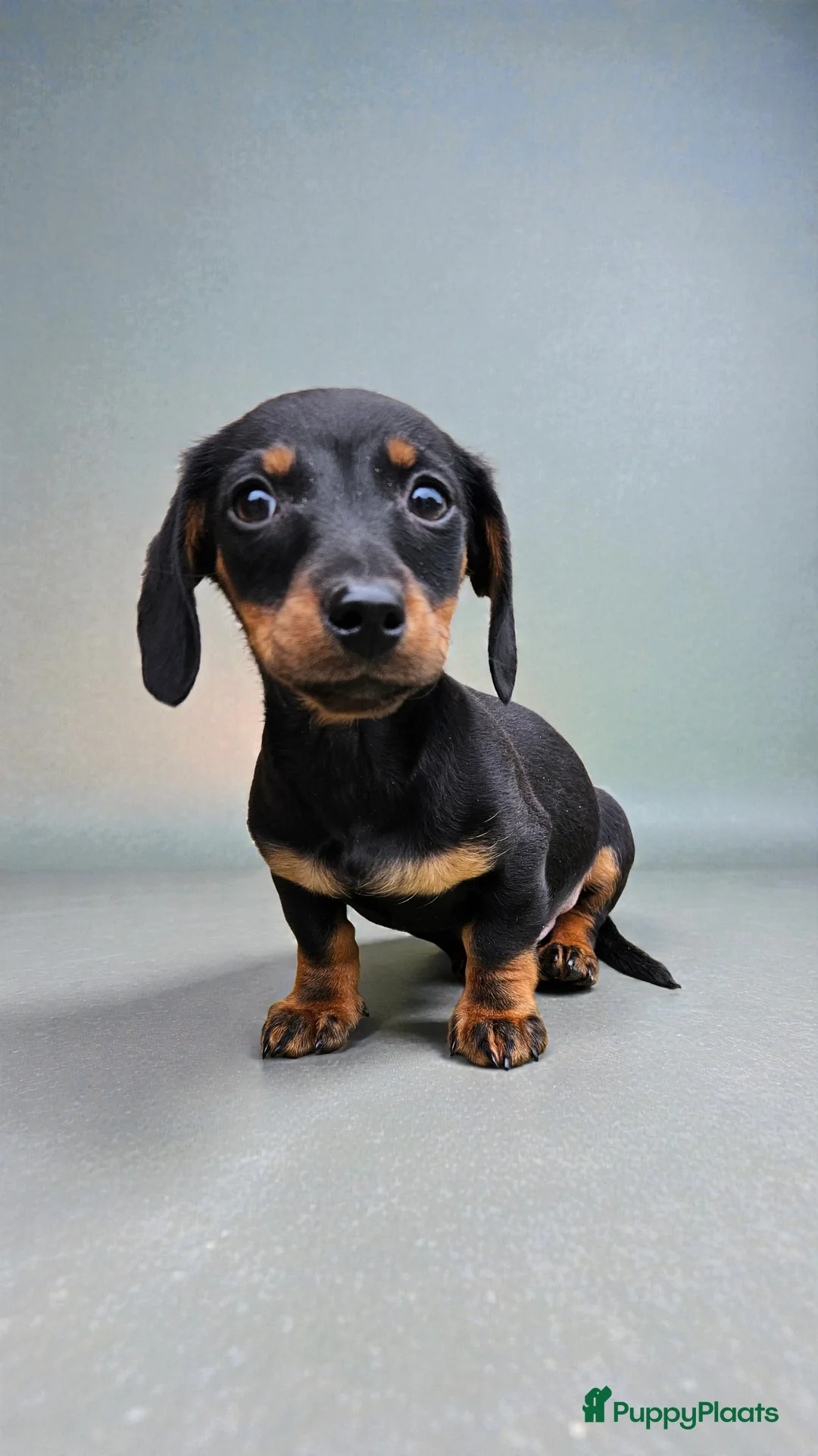 Teckel (korthaar)  honden te koop: Will you be my valentine 💙💙 - Advertentie 16