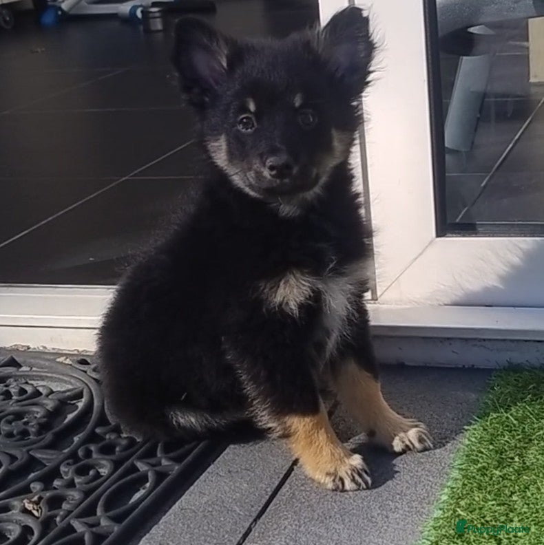 Kruising honden Chihuahua sheltie Keeshond mix reutjes - Advertentie 1