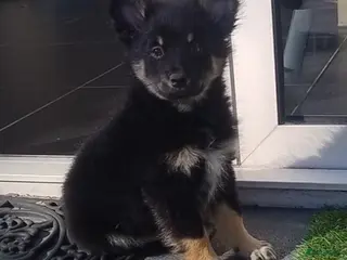 Kruising honden Chihuahua sheltie Keeshond mix reutjes - Advertentie 1