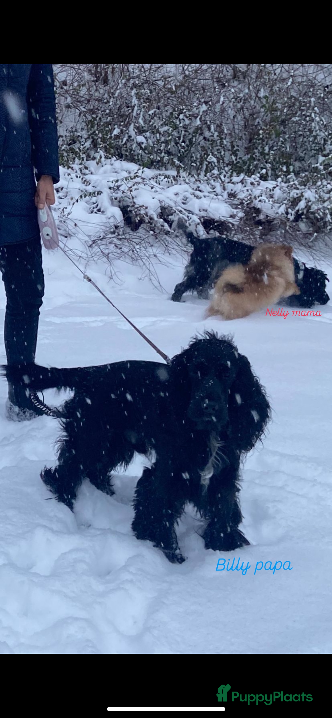 Engelse Cocker Spaniel honden te koop: Engelse Cocker spaniël pups te koop  - Afbeelding 8