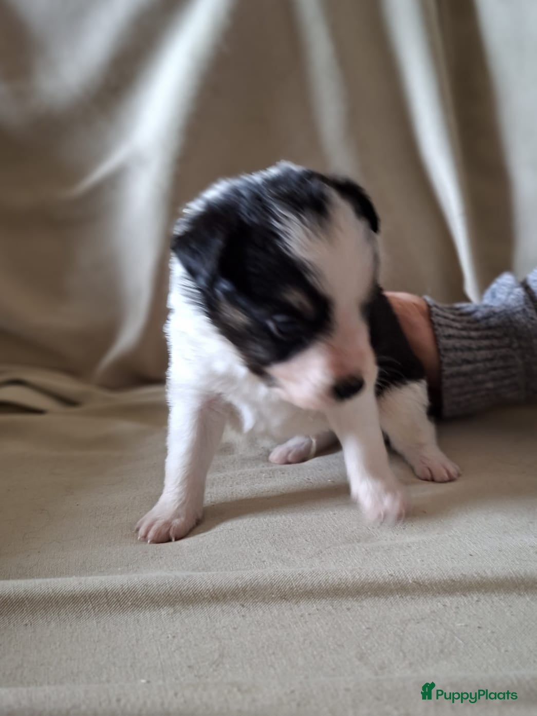 Border Collie honden bordercollie pups te koop - Advertentie 2