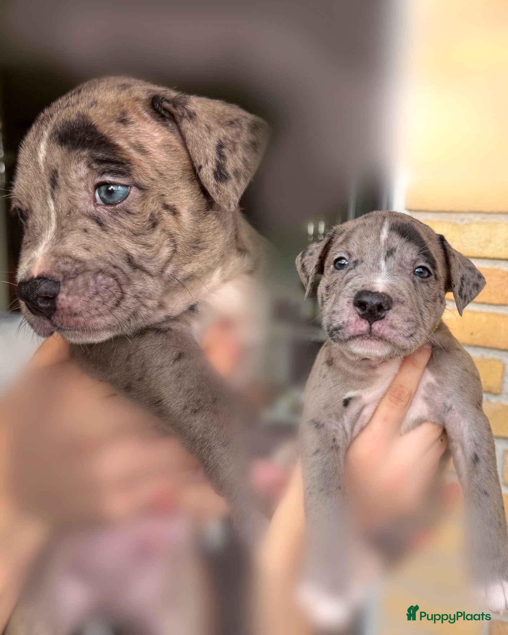 American Staffordshire Terriër honden Amerikaanse Stafford pups  - Advertentie 1