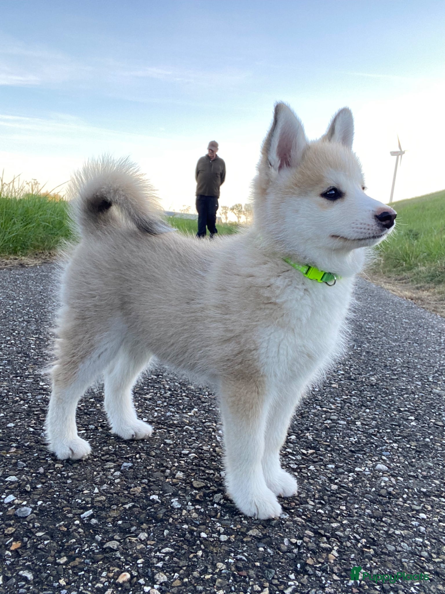 Pomsky honden Lieve crème-witte pomsky pup - Advertentie 1