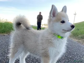 Pomsky honden Lieve crème-witte pomsky pup - Advertentie 3
