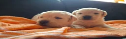 Labrador Retriever honden te koop: Raszuivere labrador retriever pup stamboom  - Advertentie 3