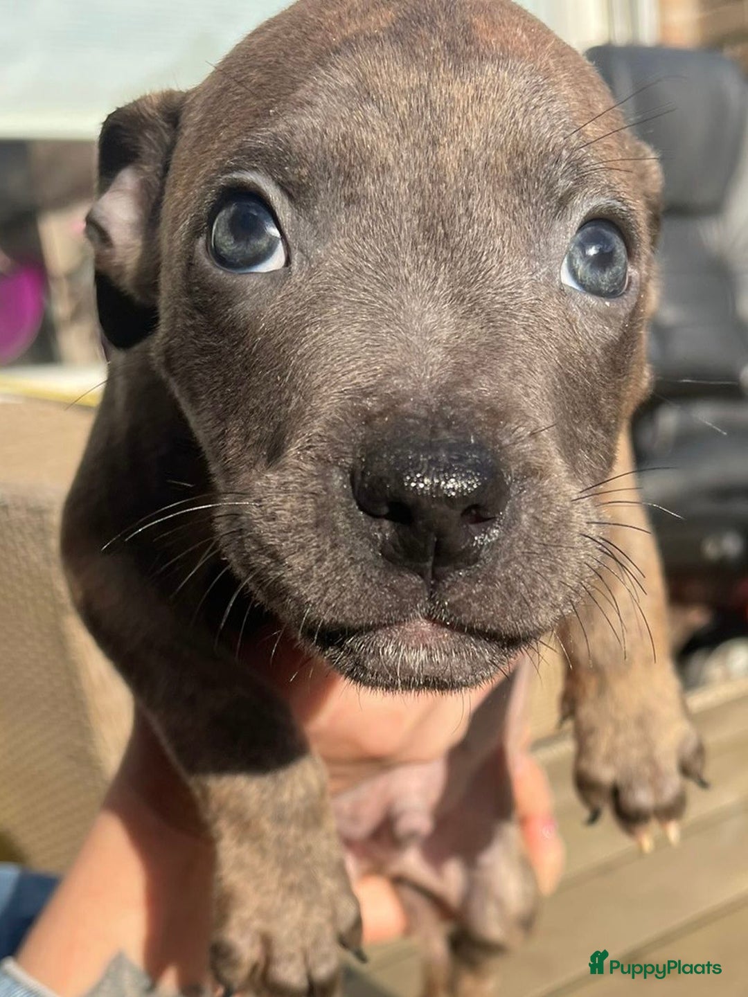 Kruising honden te koop: Pitbull x Cane Corso x Old English Bulldog puppies - Advertentie 2