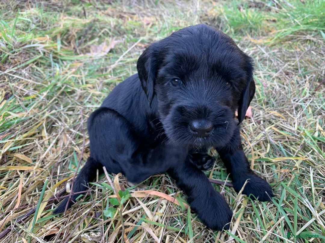Labradoodle honden te koop: Lieve mooie pups labradoodle medium - Advertentie 11