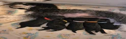 Dwergpoedel honden te koop: Diva heeft mooie 5 Phanton pups gekregen  - Advertentie 12
