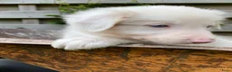Border Collie honden te koop: Border collie pup - Advertentie 4