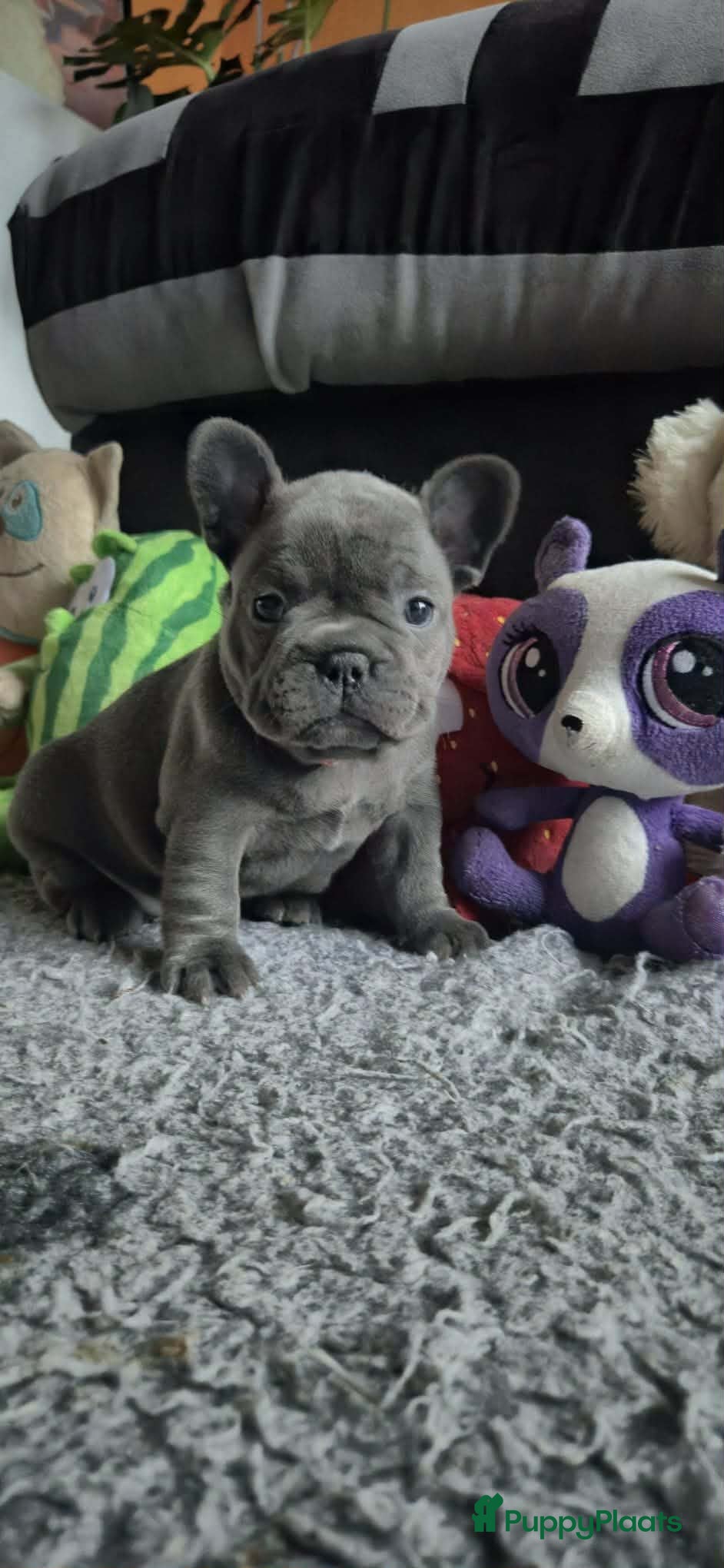 Franse Bulldog honden  Prachtige Blauwe Bulldog puppy’s thuisnestje - Advertentie 12