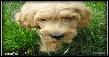 Labradoodle honden - Advertentie 15