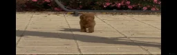 Poedel Toy honden te koop: toy poedel pups rood - Advertentie 3