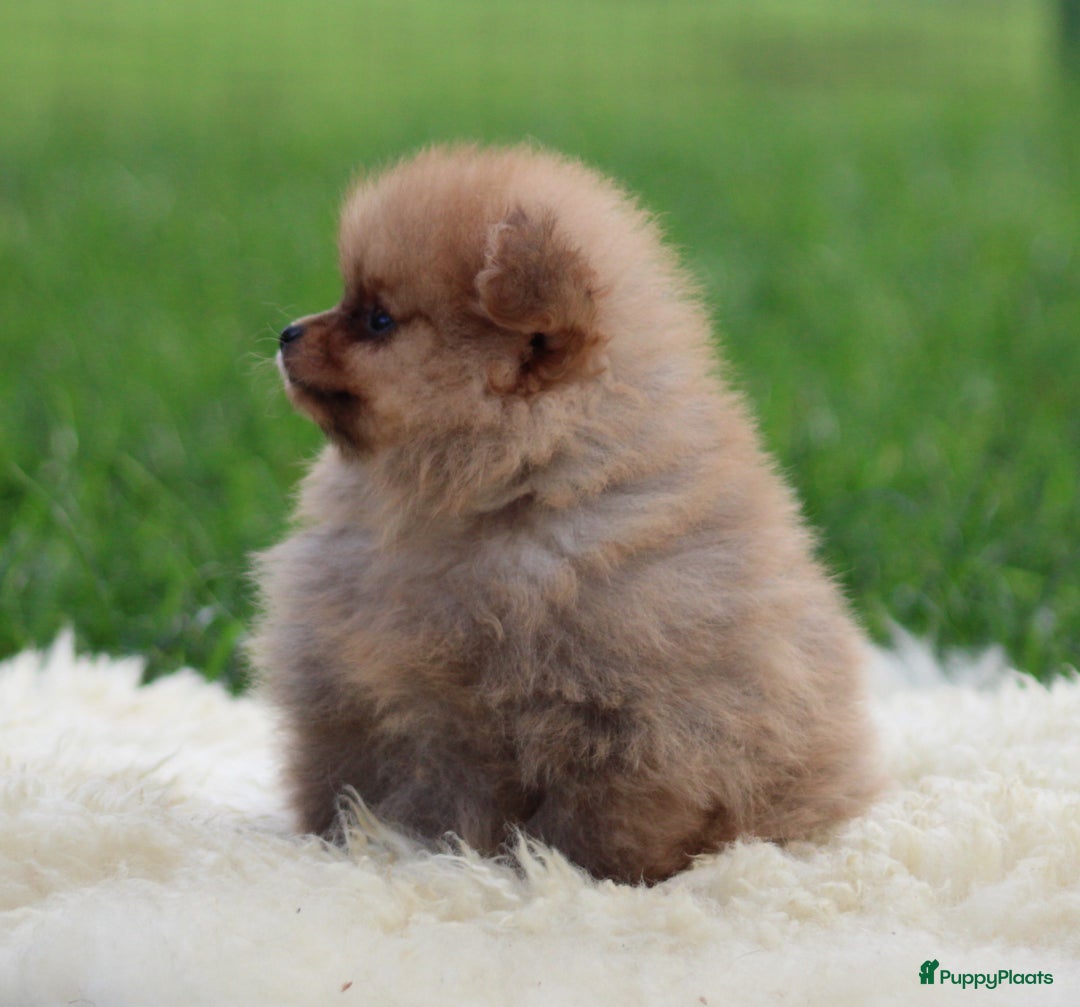 Keeshond honden te koop: Dwergkees pups - Advertentie 2