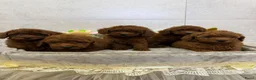 Poedel Toy honden te koop: Kleine poedel pups beschikbaar 🐩 - Advertentie 6