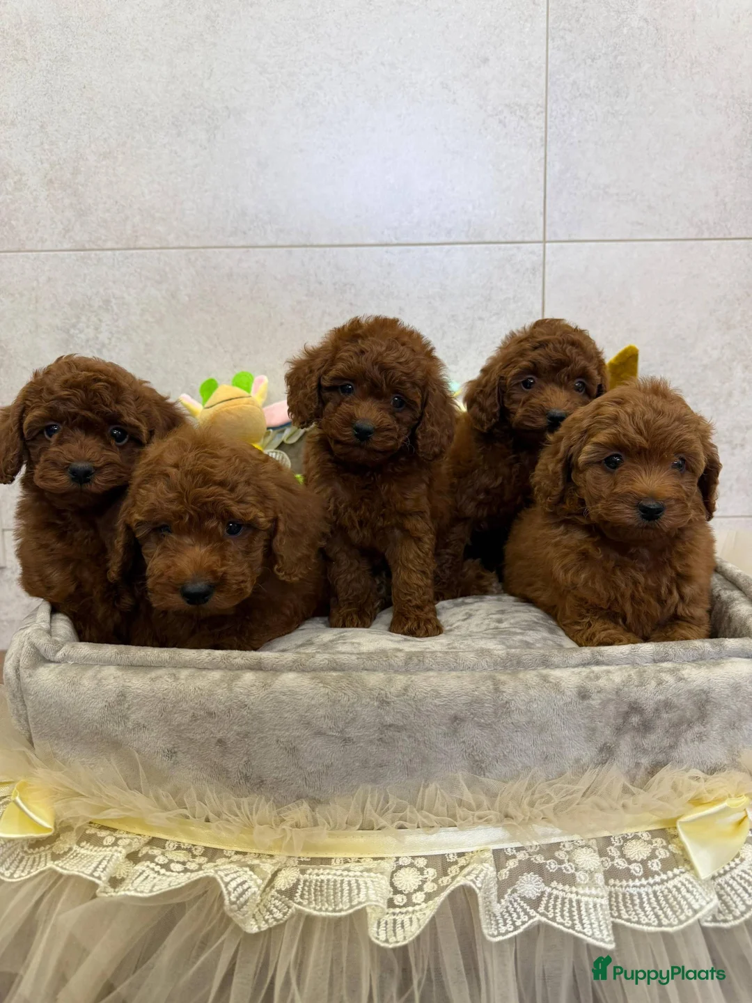 Poedel Toy honden te koop: Kleine poedel pups beschikbaar 🐩 - Advertentie 6