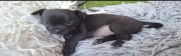 Chihuahua honden te koop: Mooi klein zwart chihuahua puppy - Advertentie 2