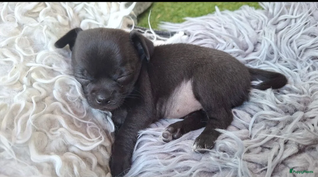 Chihuahua honden te koop: Mooi klein zwart chihuahua puppy - Advertentie 2