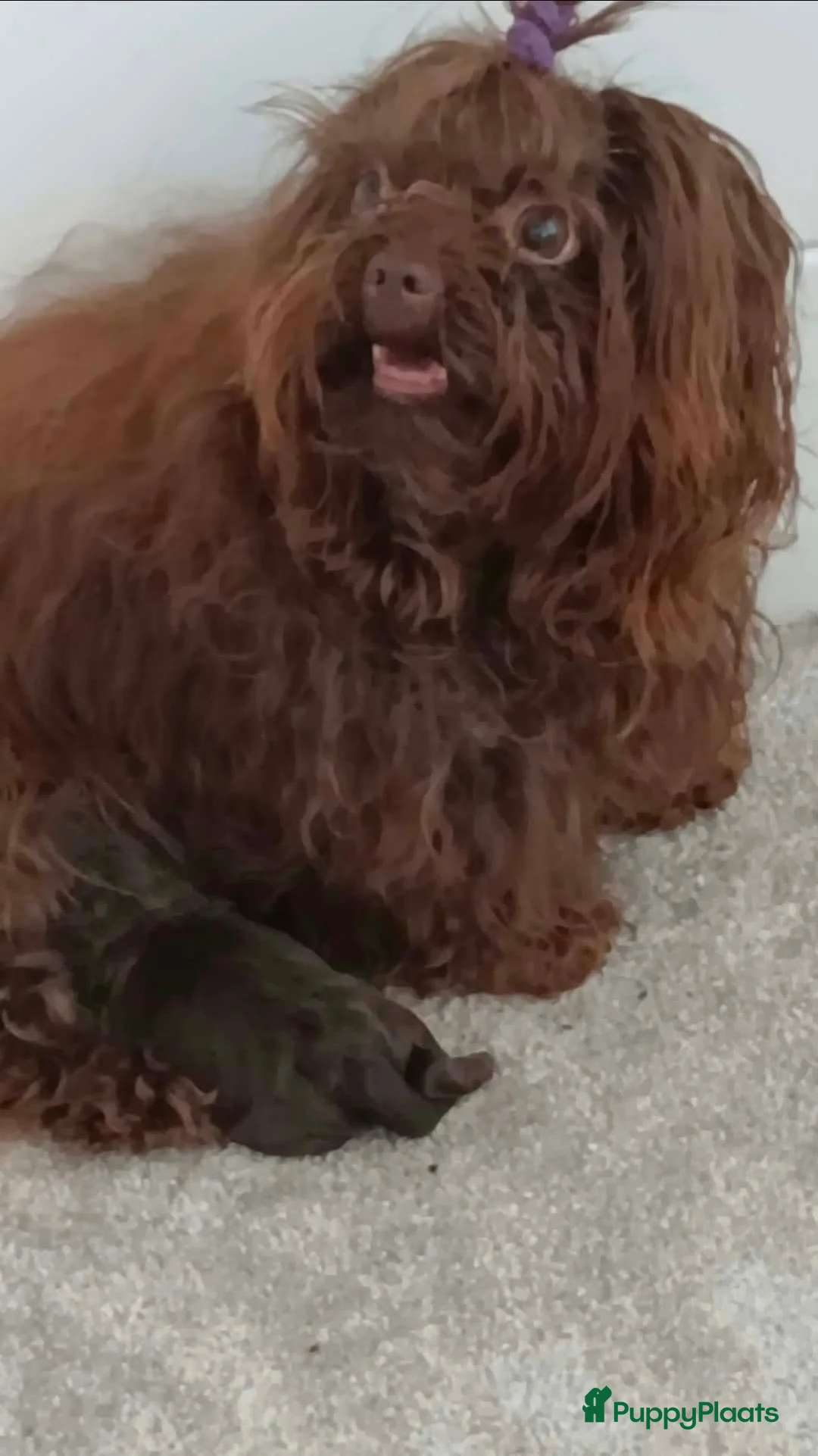 Bolonka Zwetna honden te koop:  Marron bruin bolonka zwetna teefje met stamboom  - Advertentie 6