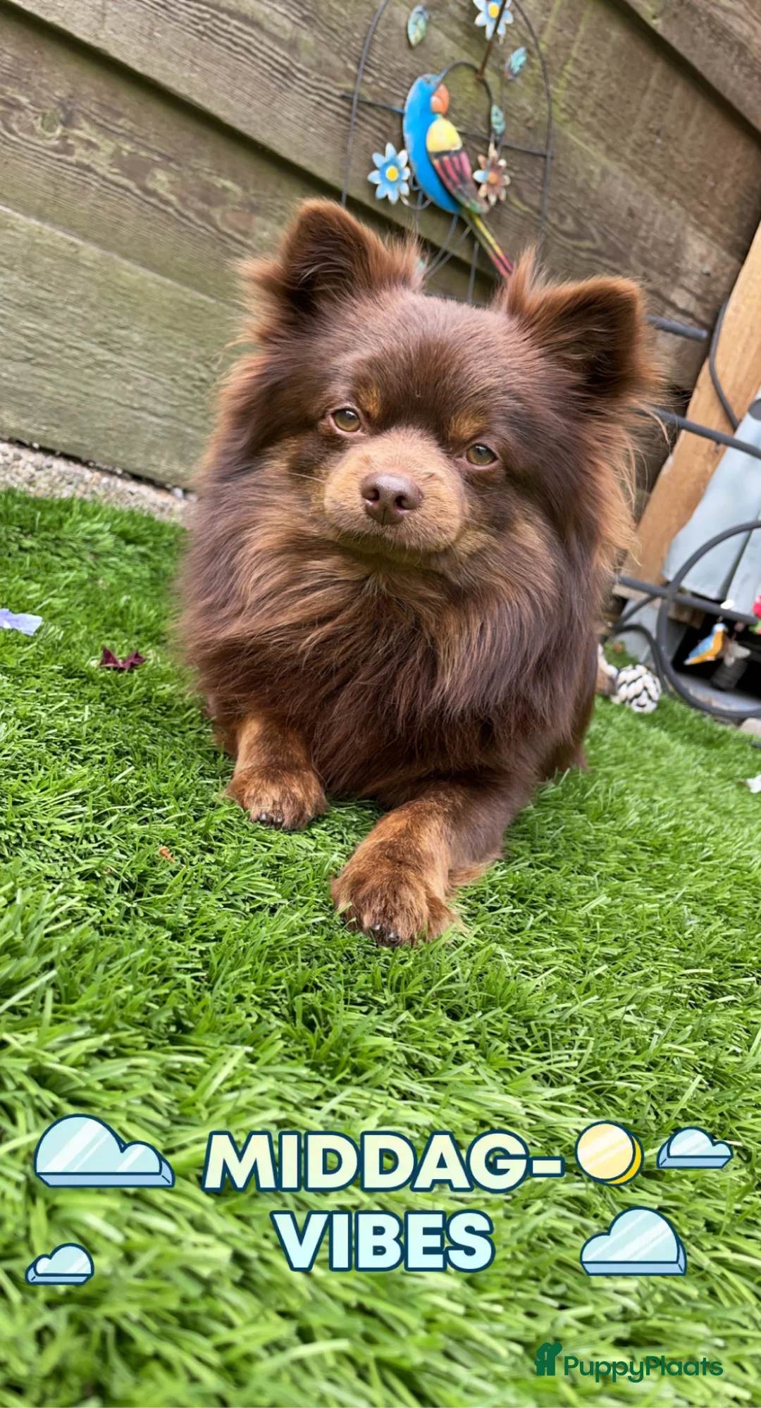 Pomeriaan honden ter dekking: Pomeriaan Dekreu - Advertentie 2