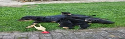 Rottweiler honden te koop: Super lieve sociale puppy's  - Advertentie 8