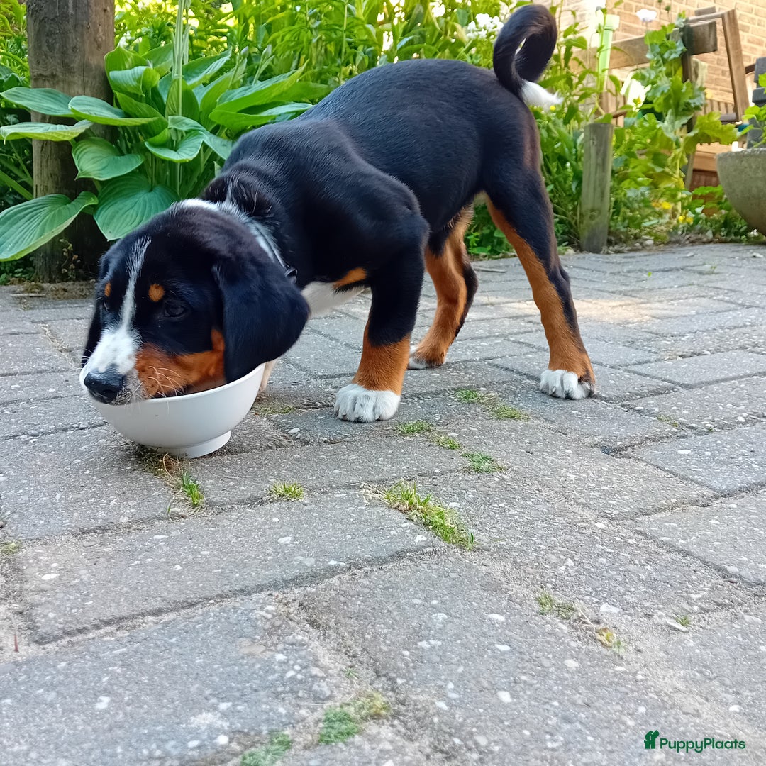 Appenzeller Sennenhond honden te koop: 2 pups reu - Afbeelding 5