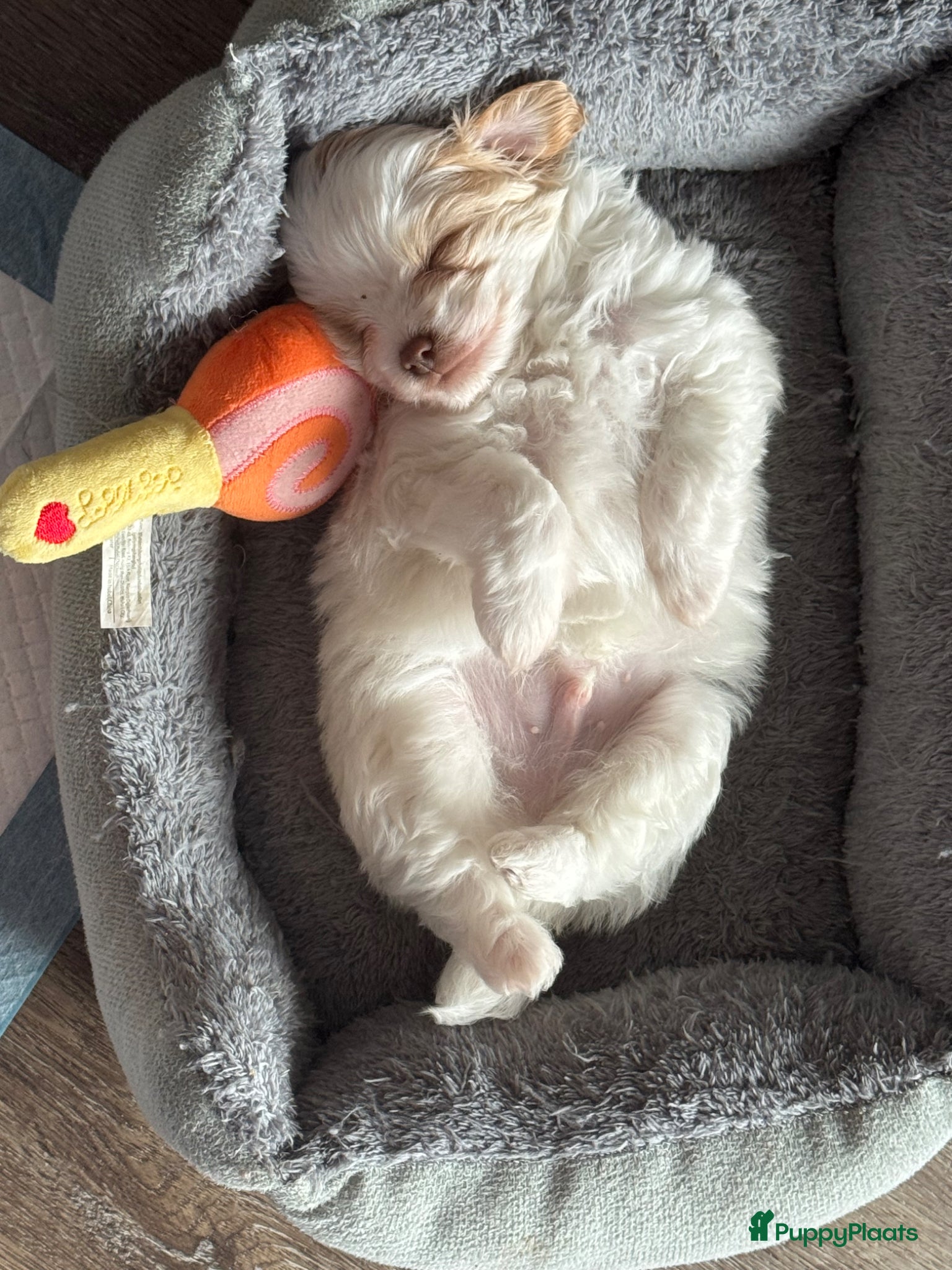 Kruising honden Uniek nestje kleine Pomapoo pups 🥰  - Advertentie 2