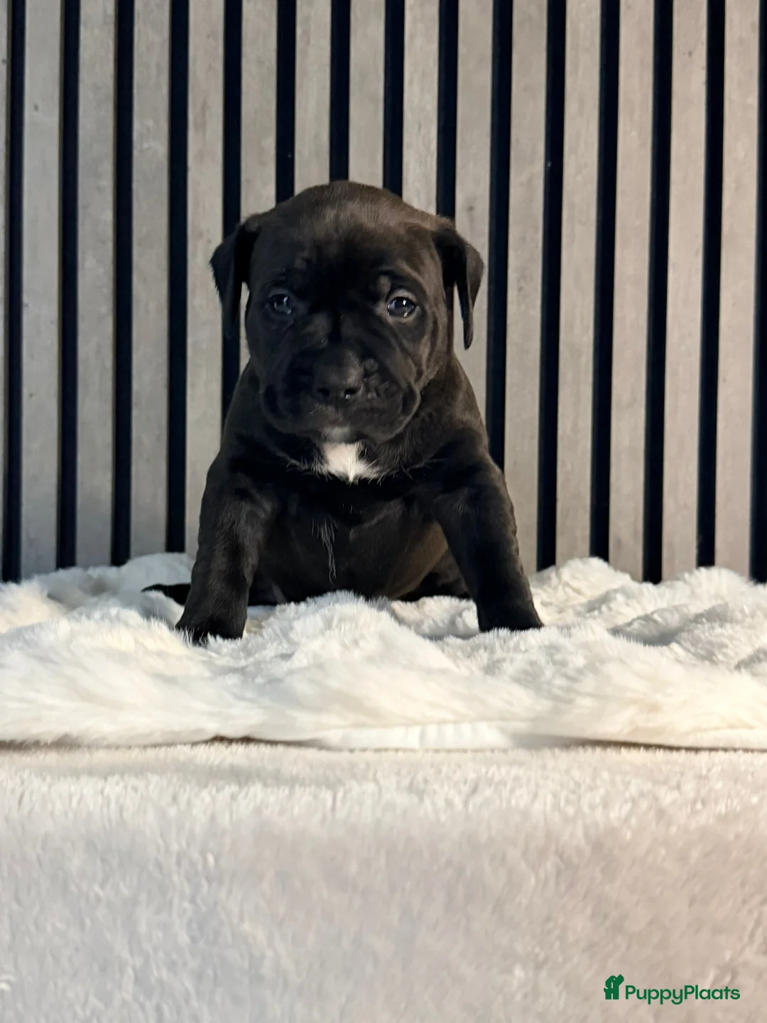 Amerikaanse Bully honden te koop: American bully xl pups  - Advertentie 15