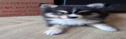 Pomsky honden te koop: 6 pomskys - Advertentie 20