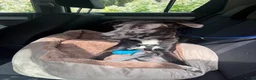 Kruising honden te koop: Lieve Rumi zoekt een maatje 🐾  - Advertentie 10