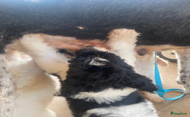 Poedel honden - Advertentie 2