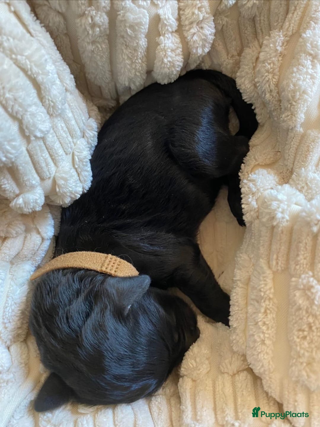 Labradoodle honden te koop: Labradoodle pups groot kleurvast - Afbeelding 8