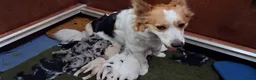 Kruising honden te koop: Geweldige leuke pups corgi x Australian shepherd - Advertentie 3