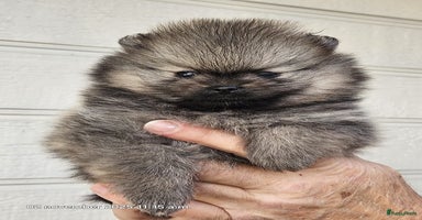 Pomeriaan honden - Advertentie 12