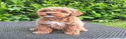 Maltipoo honden te koop: Schattige maltipoo pups zoeken een vijf ️⭐️huisje! - Advertentie 3