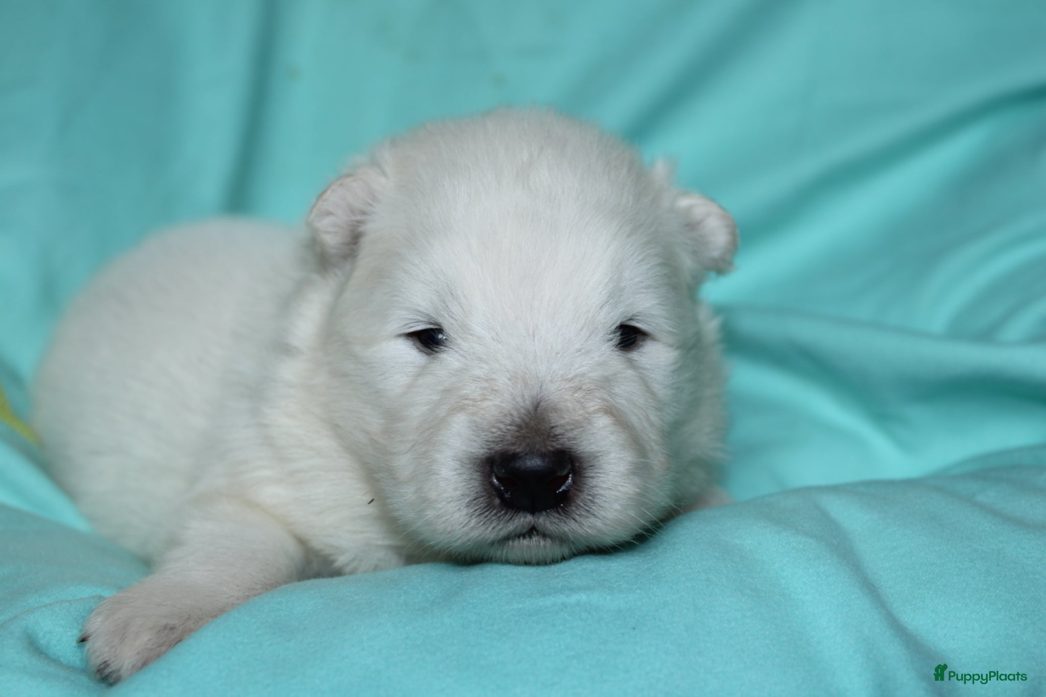 Samojeed honden Samojeden pups met stamboom - Advertentie 1
