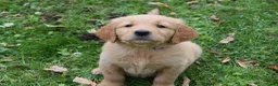 Golden Retriever honden te koop: Golden Retriever pups met stamboom - Advertentie 15