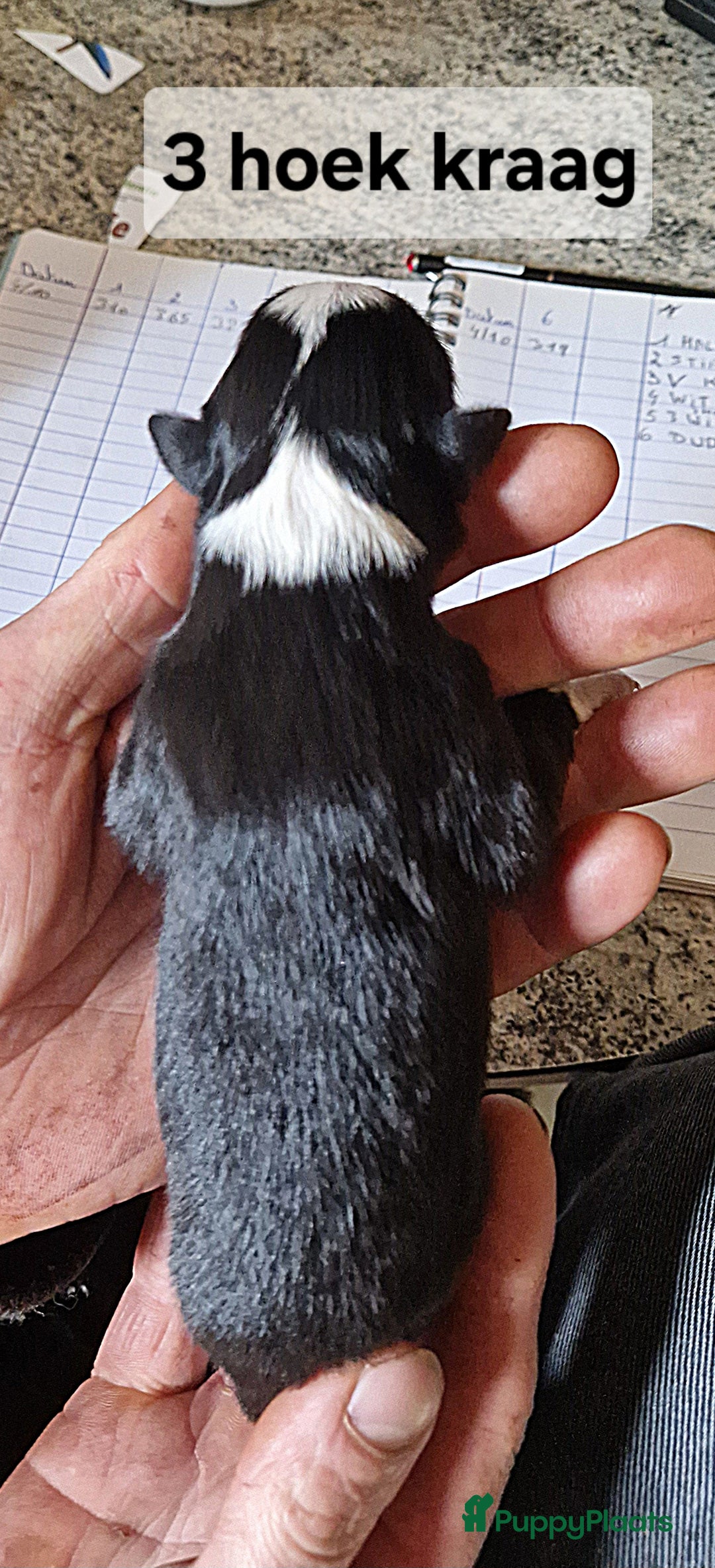 Border Collie honden te koop: Border collie pups - Advertentie 3