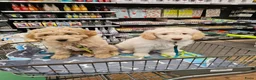 Kruising honden te koop: Wit medium doodle teefje!! - Advertentie 4