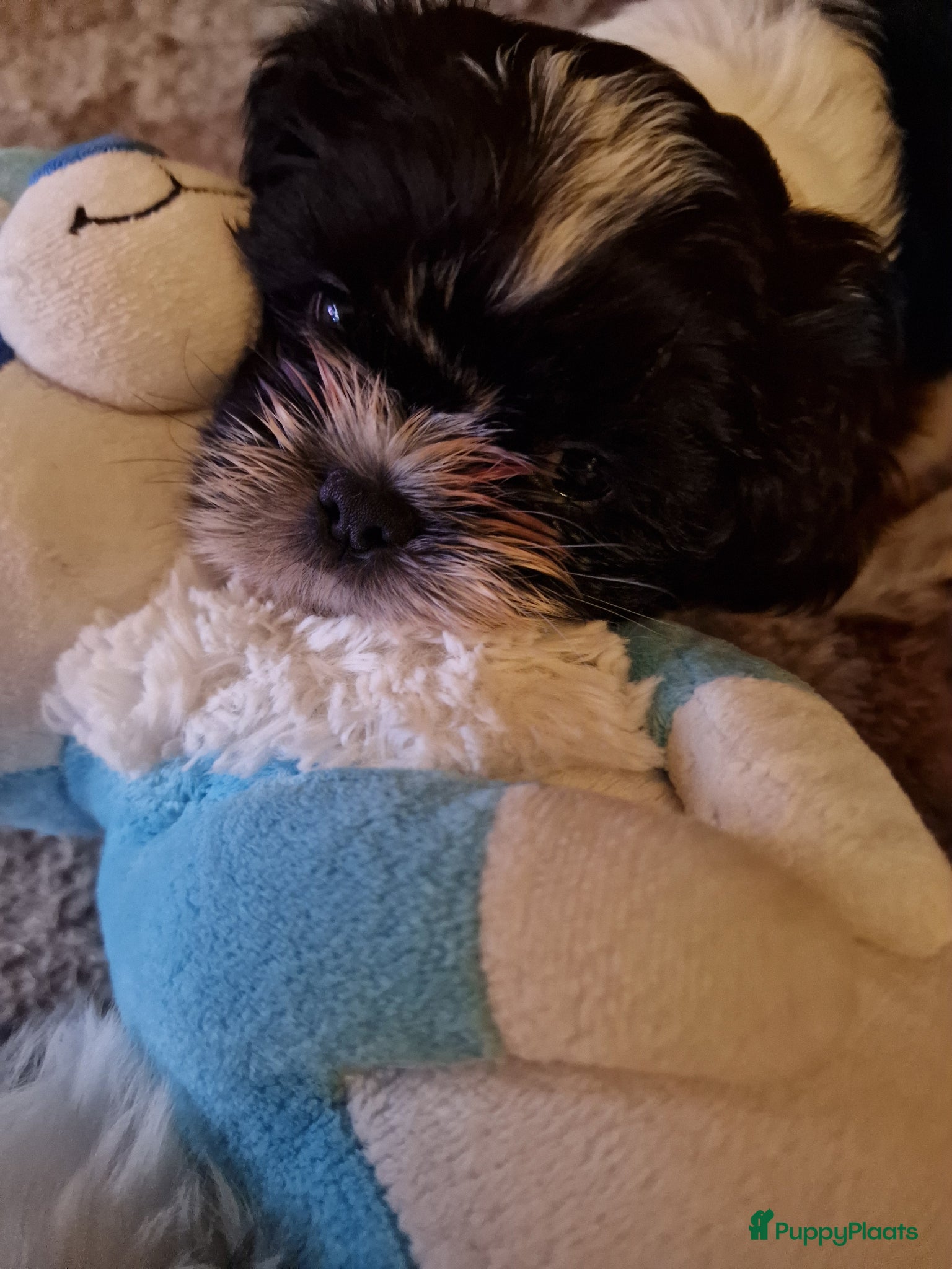 Shih Tzu honden 2  reukes pups te koop  - Advertentie 2