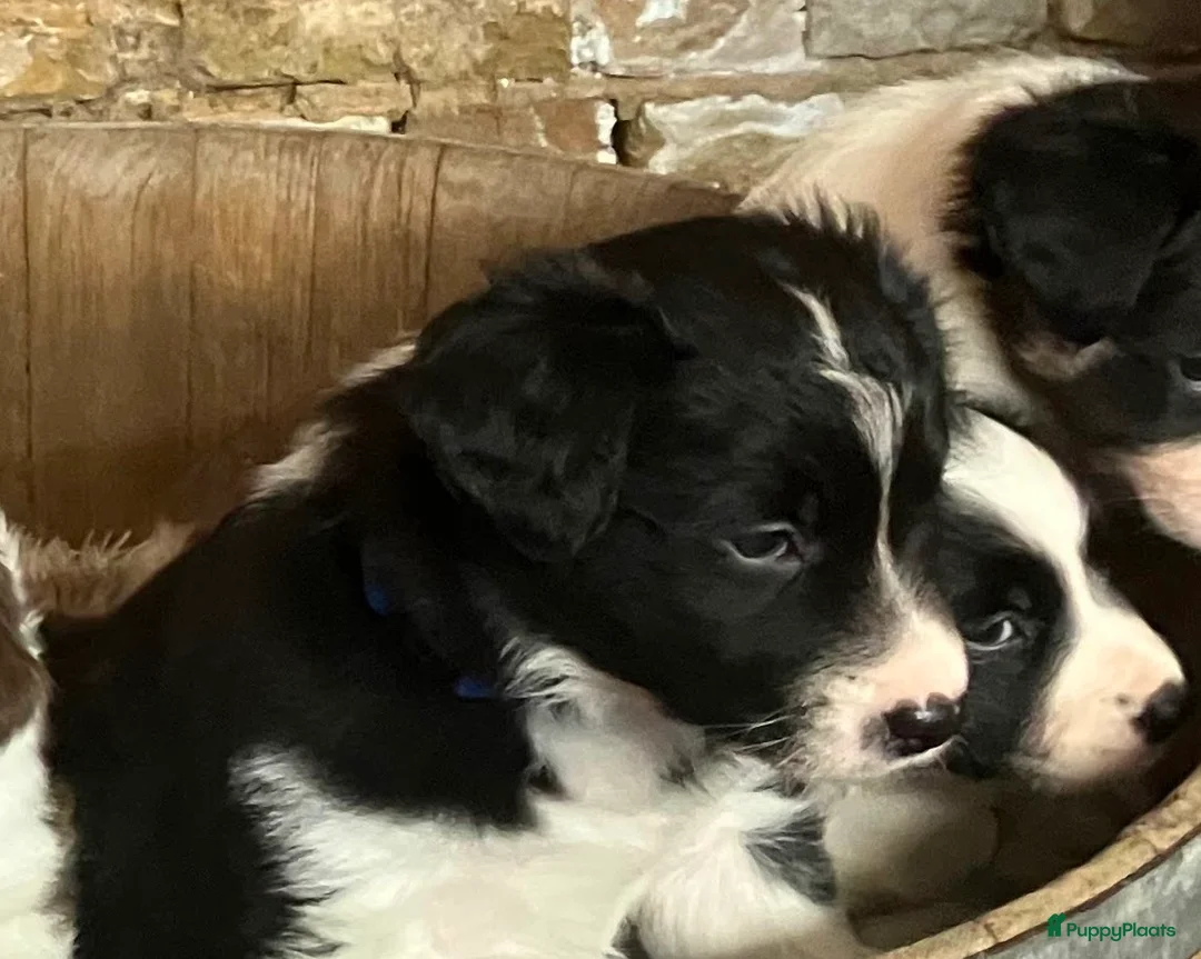 Border Collie honden te koop: Leuke Border Collie pups geboren op zorgboerderij - Advertentie 6