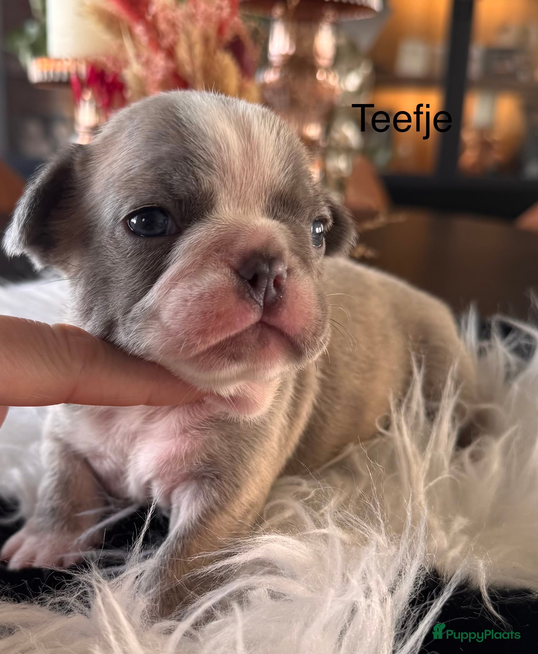 Franse Bulldog honden Unieke Franse Bulldog pups  - Advertentie 1