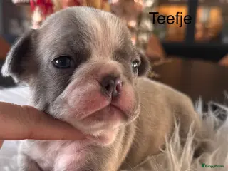 Franse Bulldog honden Unieke Franse Bulldog pups - Advertentie 1